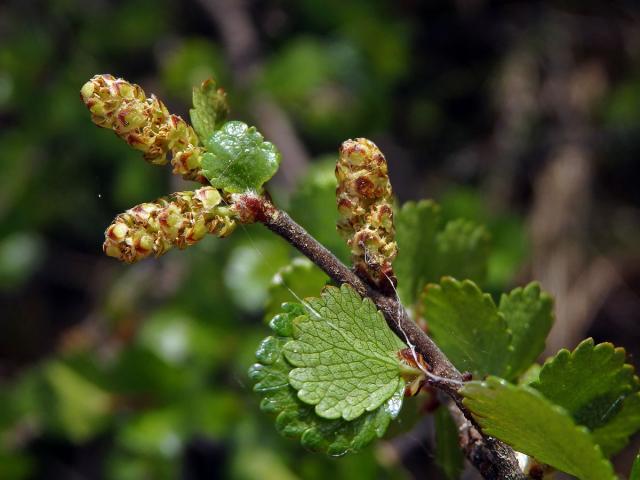 Bříza trpasličí (Betula nana L.)