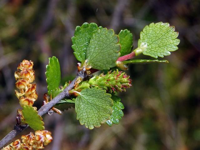 Bříza trpasličí (Betula nana L.)