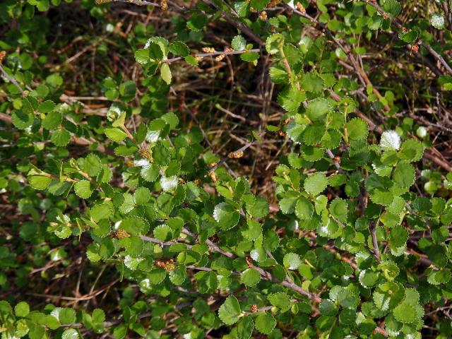 Bříza trpasličí (Betula nana L.)