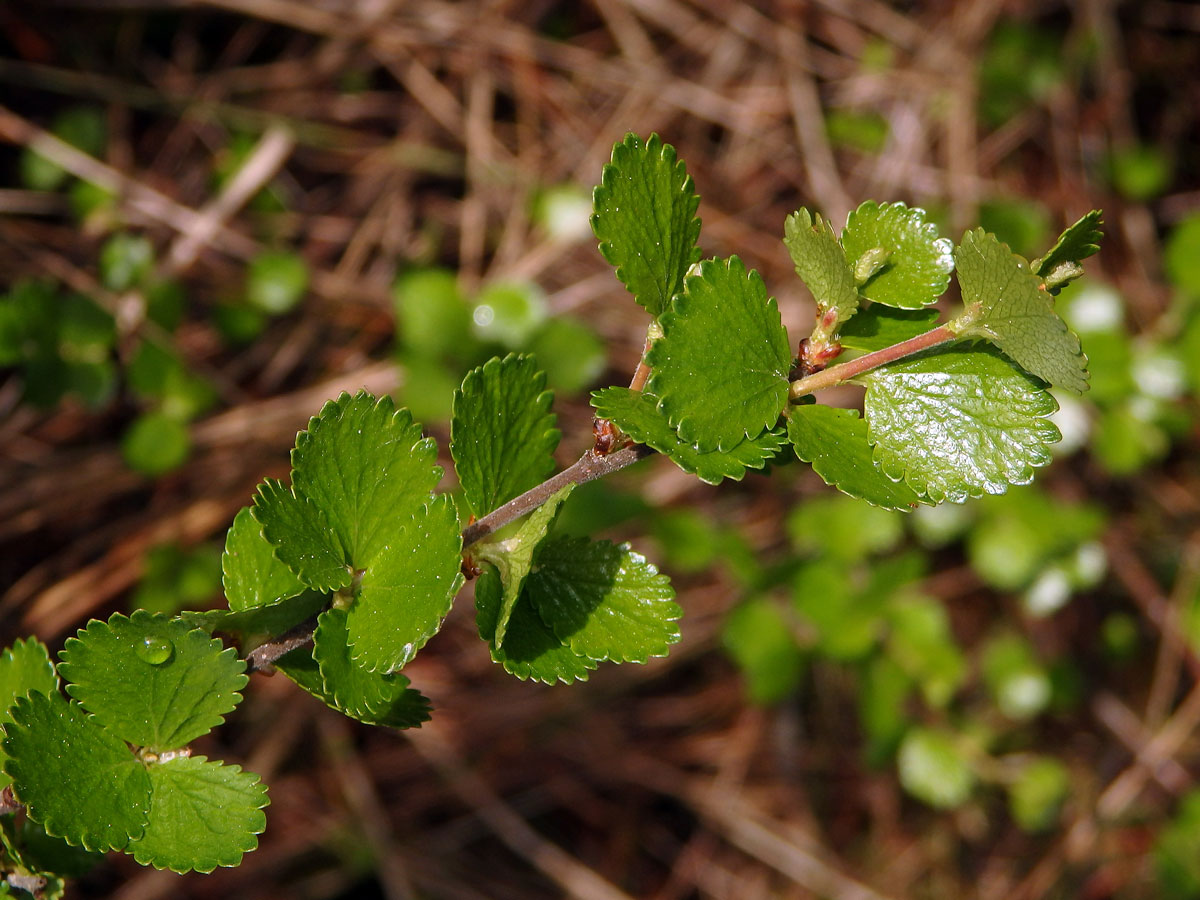 Bříza trpasličí (Betula nana L.)