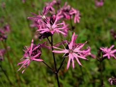 Kohoutek luční (Lychnis flos-cuculi L.)