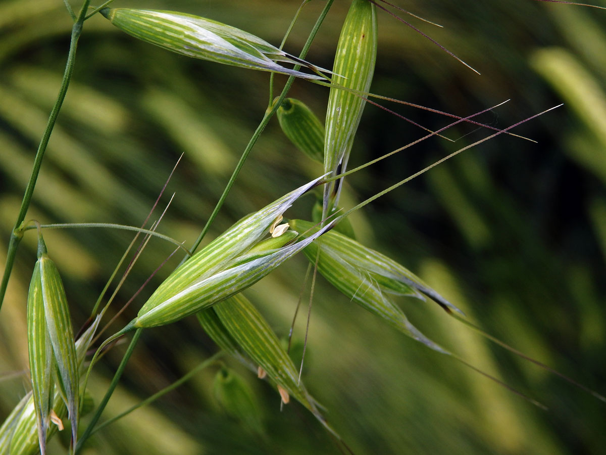 Oves hluchý (Avena fatua L.)