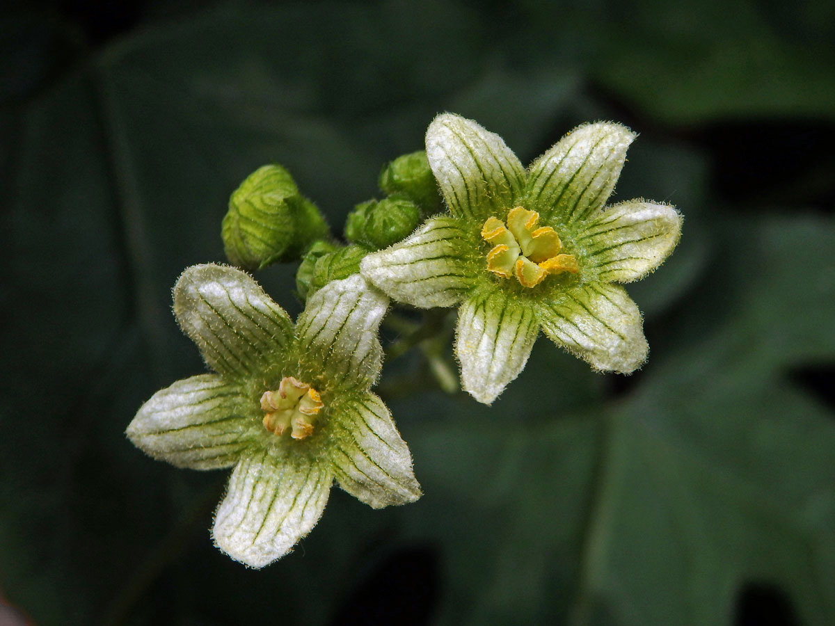 Posed dvoudomý (Bryonia dioica Jacq.) s šestičetným květem (1)