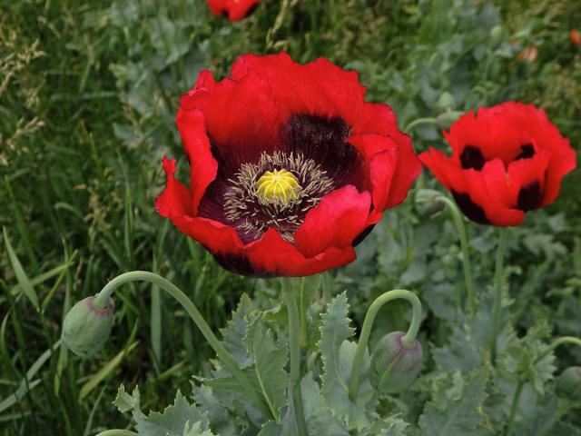 Mák setý (Papaver somniferum L.)