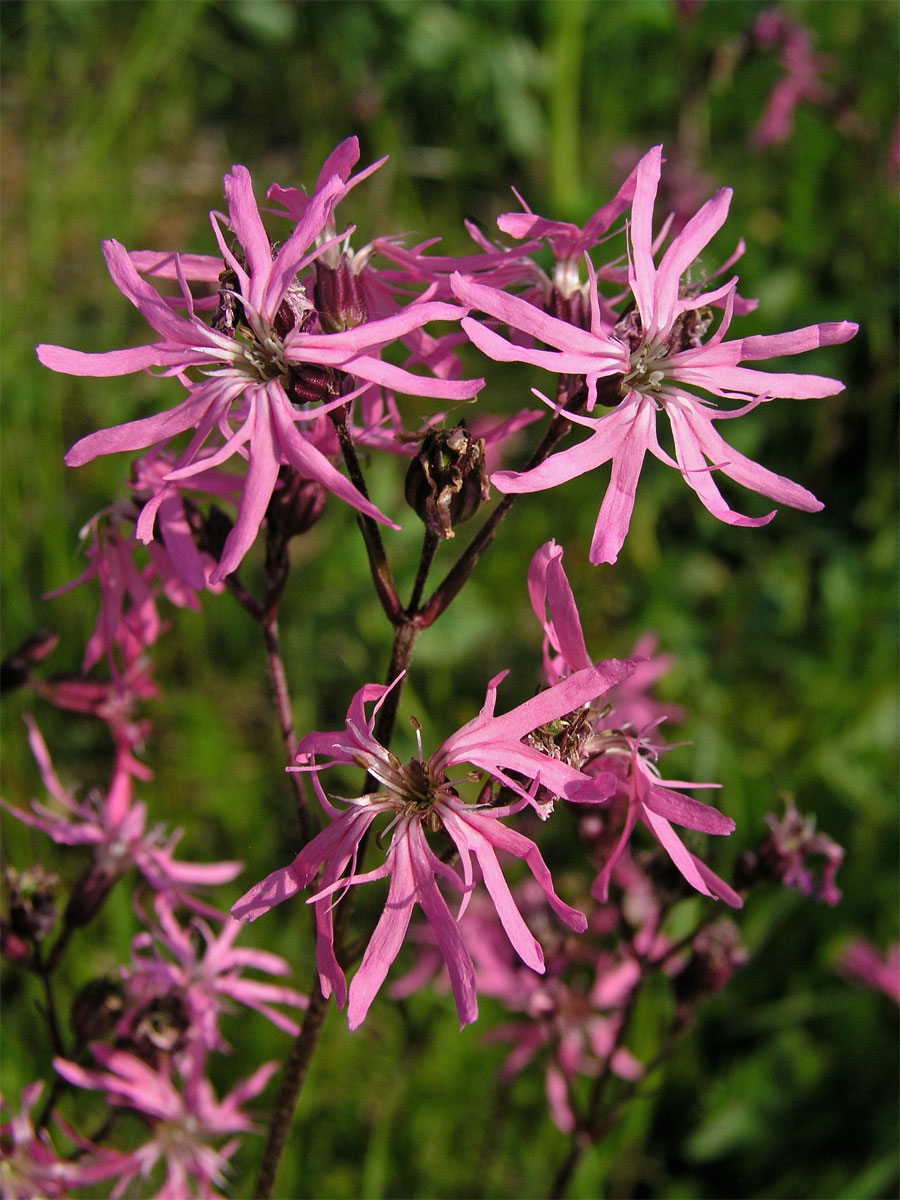 Kohoutek luční (Lychnis flos-cuculi L.)