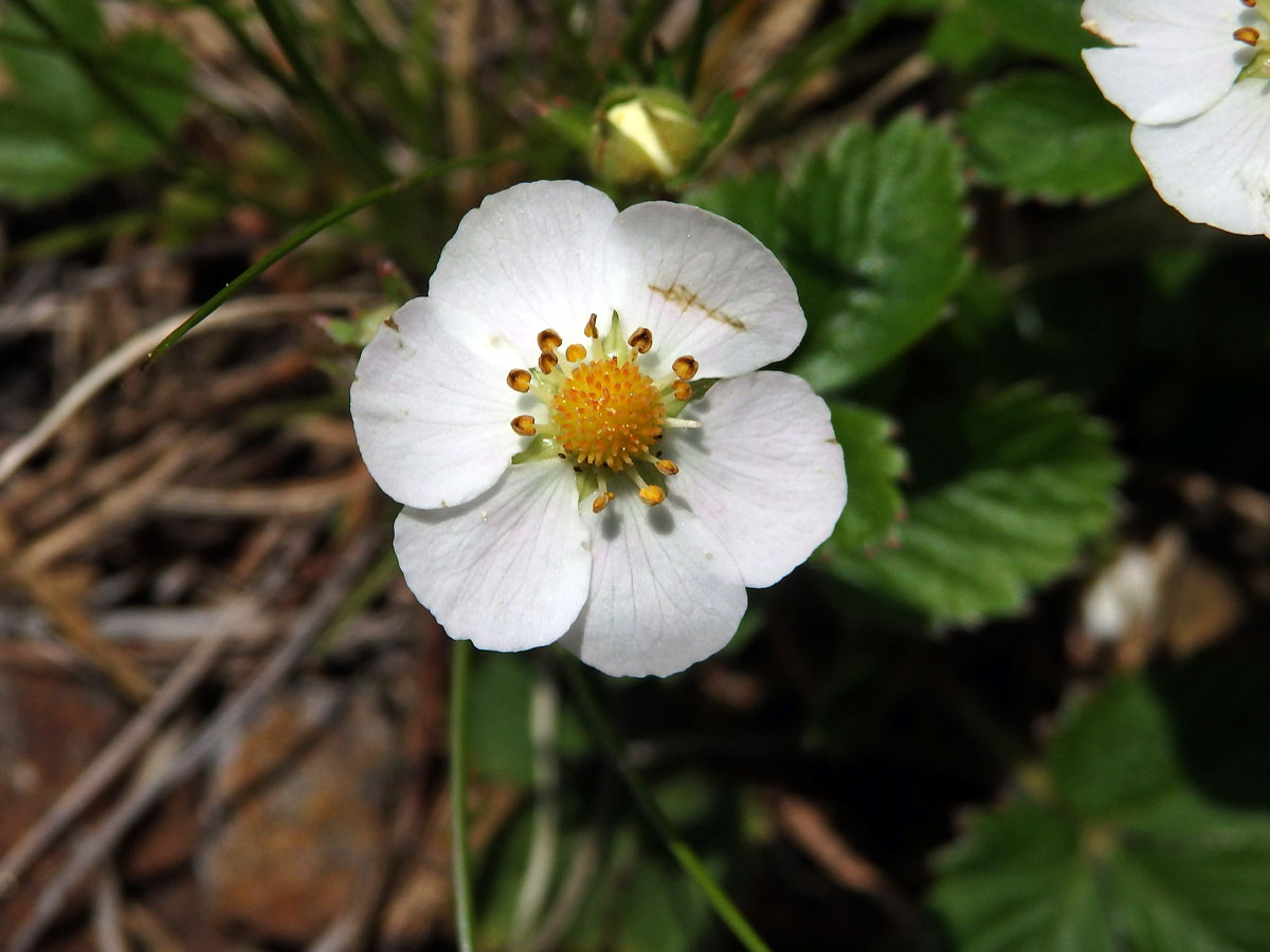 Jahodník obecný (Fragaria vesca L.), šestičetný květ (2b)