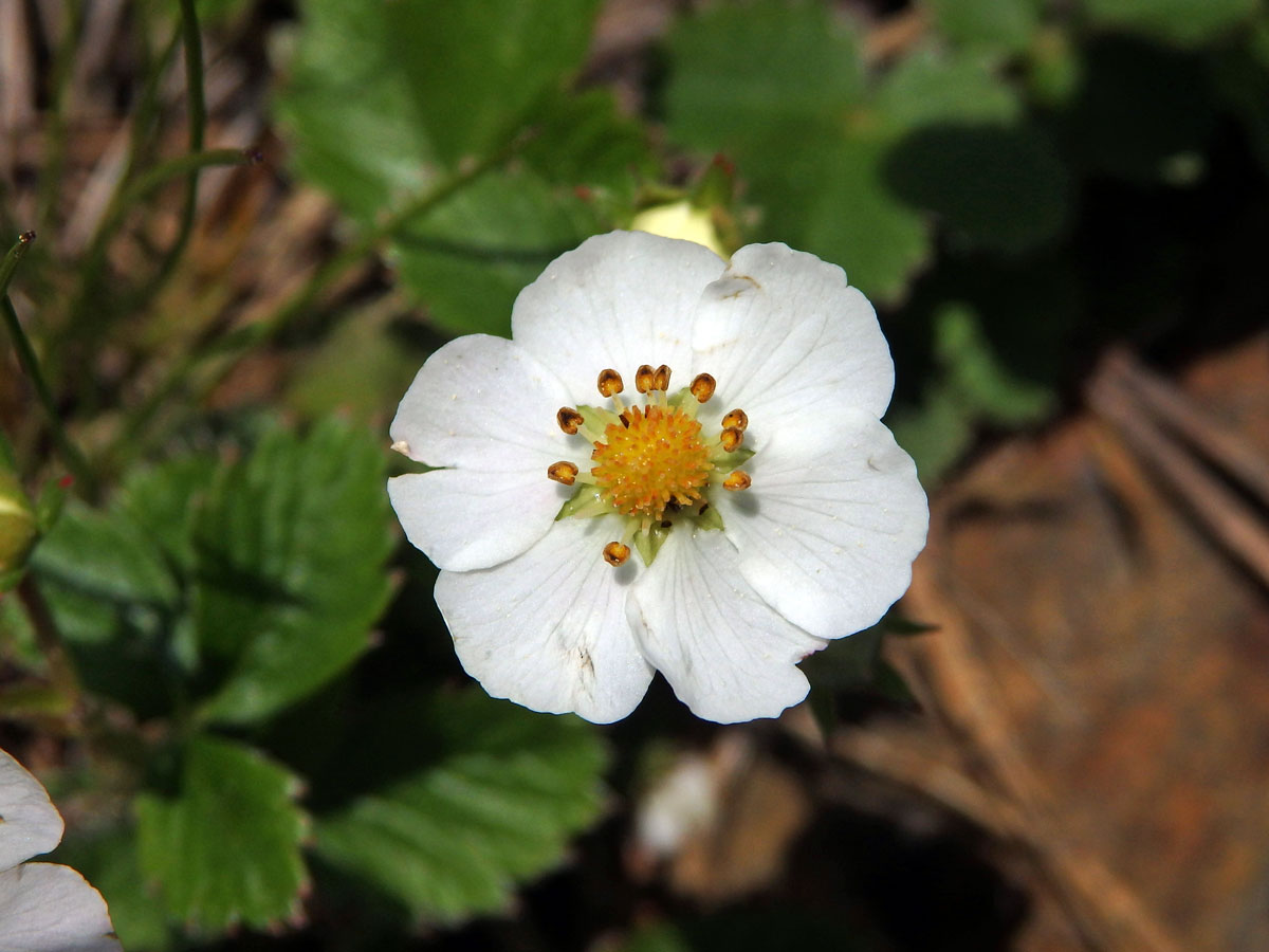 Jahodník obecný (Fragaria vesca L.), šestičetný květ (2c)