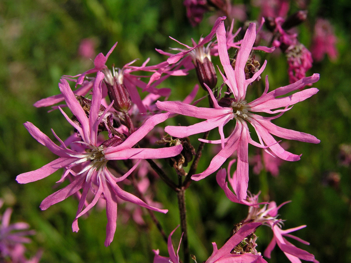 Kohoutek luční (Lychnis flos-cuculi L.)