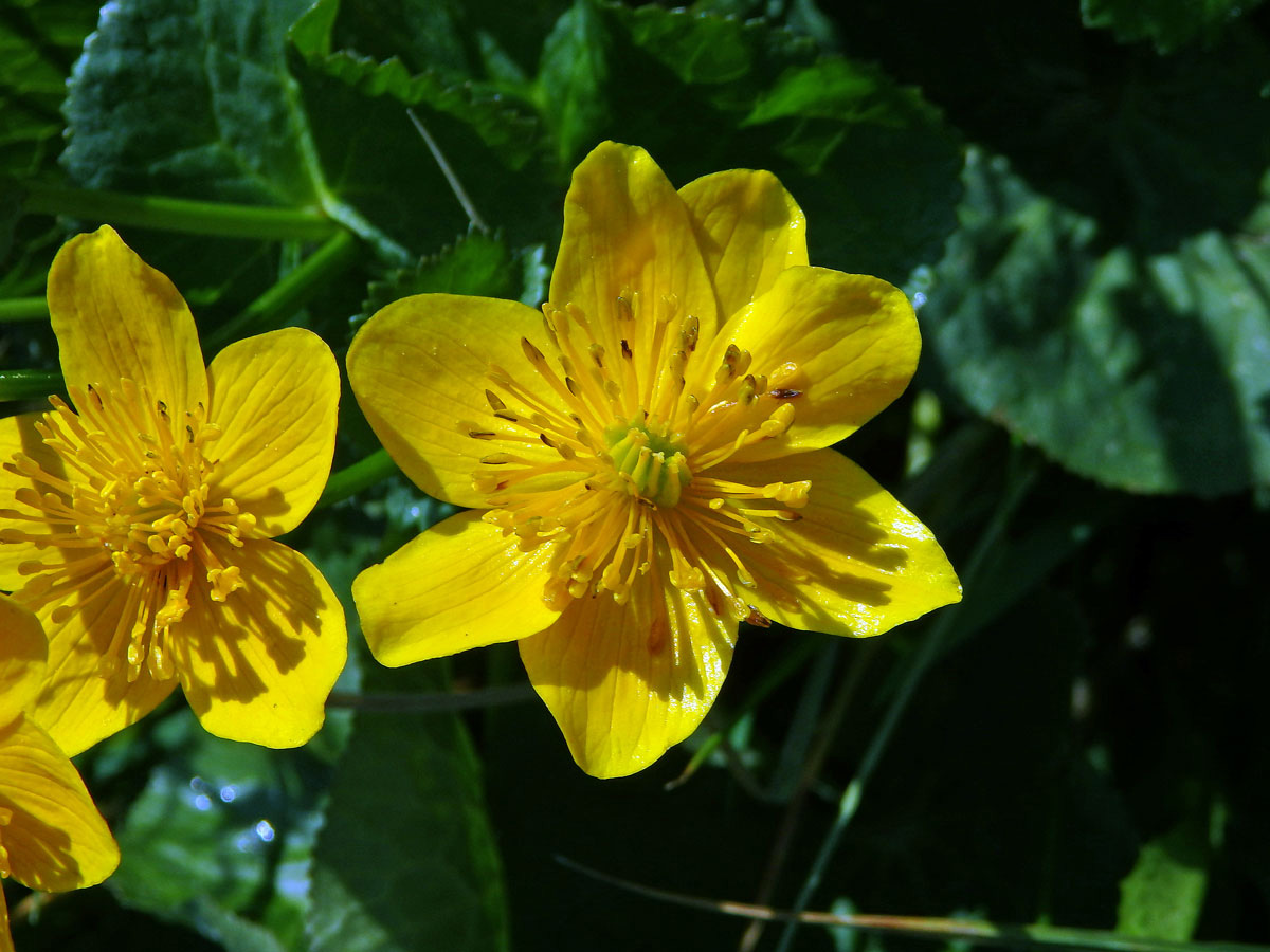 Blatouch bahenní (Caltha palustris L.), sedmičetný květ (4)