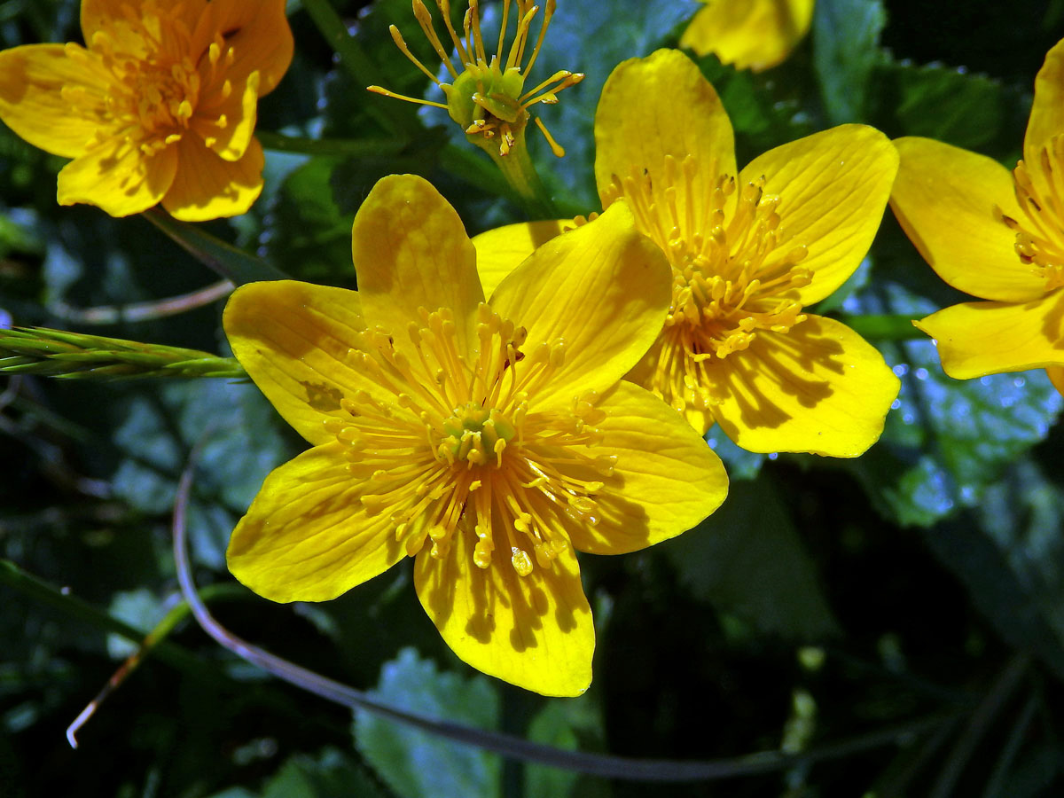 Blatouch bahenní (Caltha palustris L.), šestičetný květ (2)