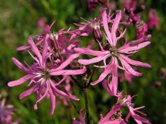 Kohoutek luční (Lychnis flos-cuculi L.)