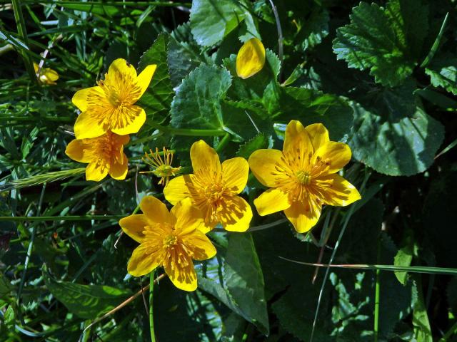 Blatouch bahenní (Caltha palustris L.), vícečetné květy (1)