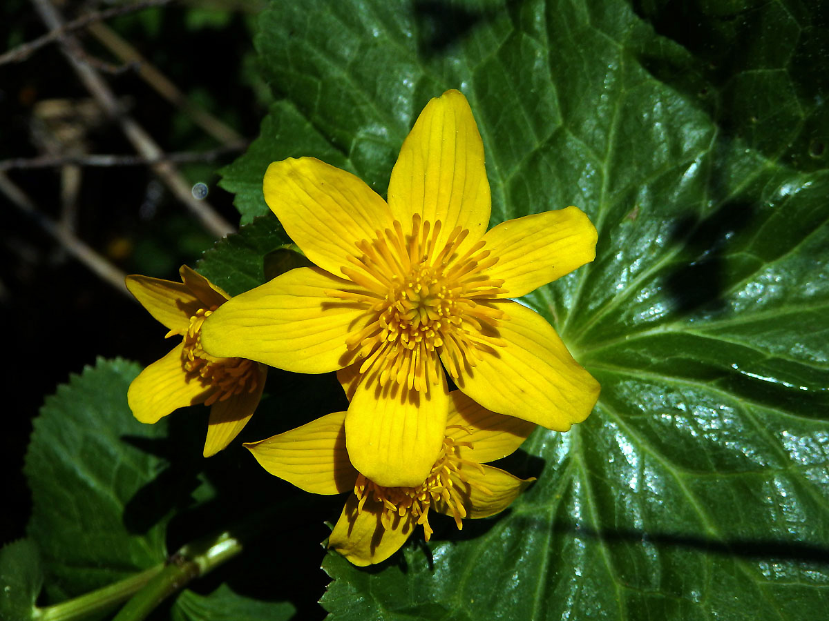 Blatouch bahenní (Caltha palustris L.), šestičetný květ (3)