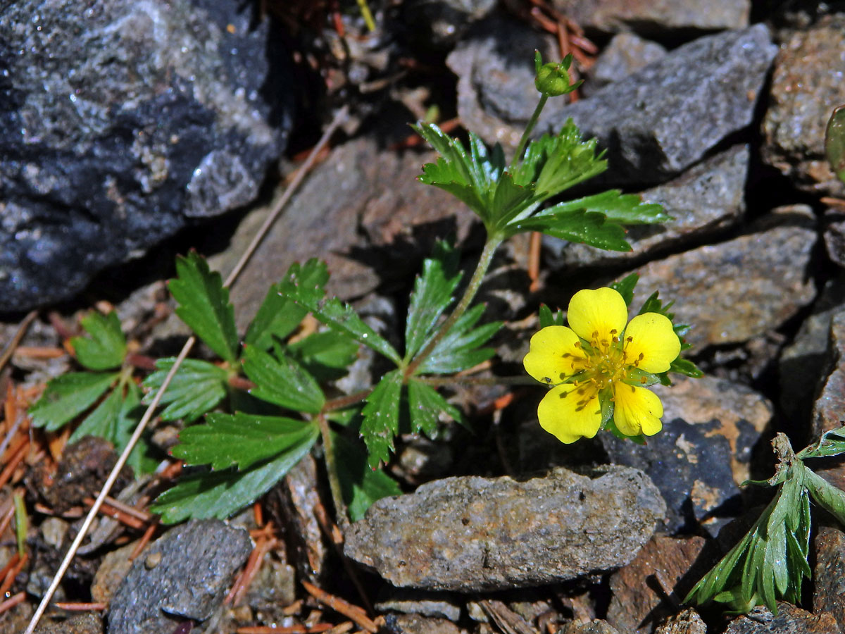 Mochna nátržník (Potentilla erecta (L.) Rauschel) - pětičetný květ (6)