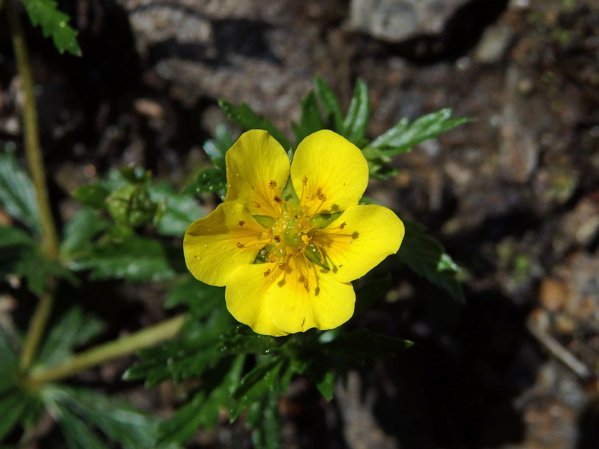 Mochna nátržník (Potentilla erecta (L.) Rauschel) - šestičetný květ (1)