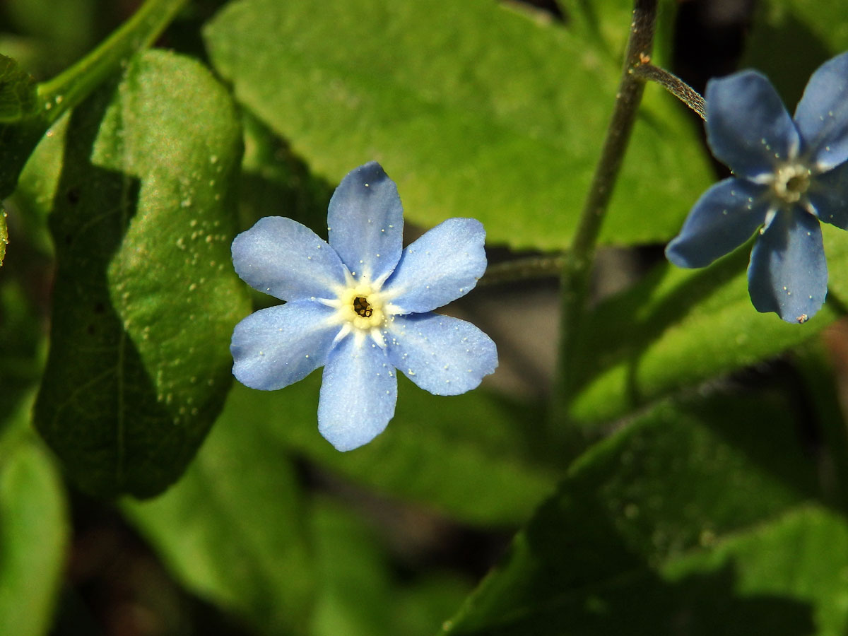 Pomněnka lesní (Myosotis sylvatica Hoffm.), šestičetný květ (1)