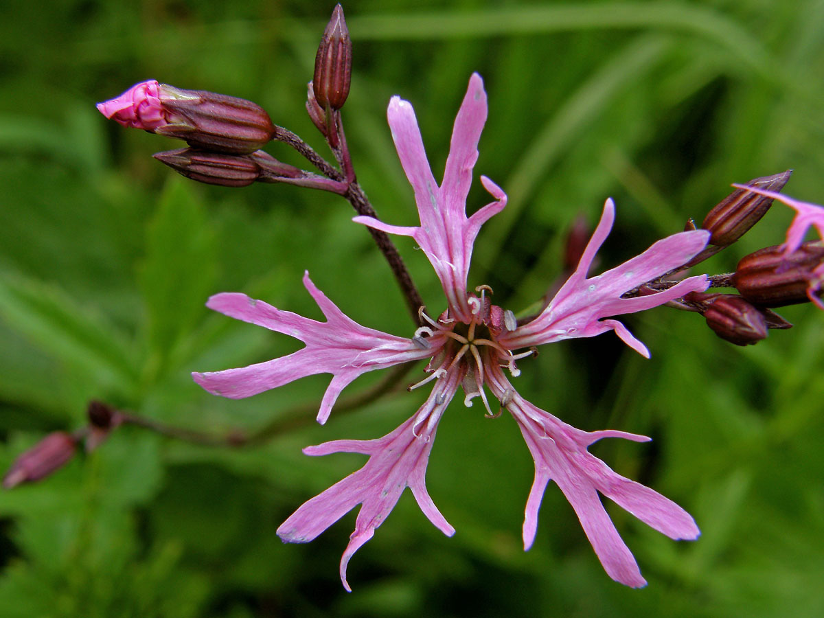 Kohoutek luční (Lychnis flos-cuculi L.)