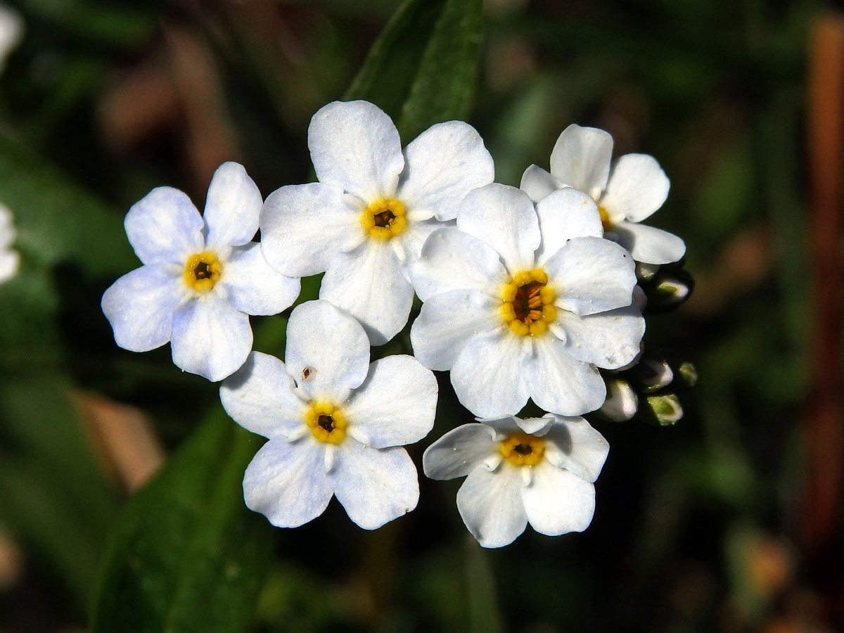 Pomněnka bahenní (Myosotis palustris (L.) L.) s osmičetným květem (1)