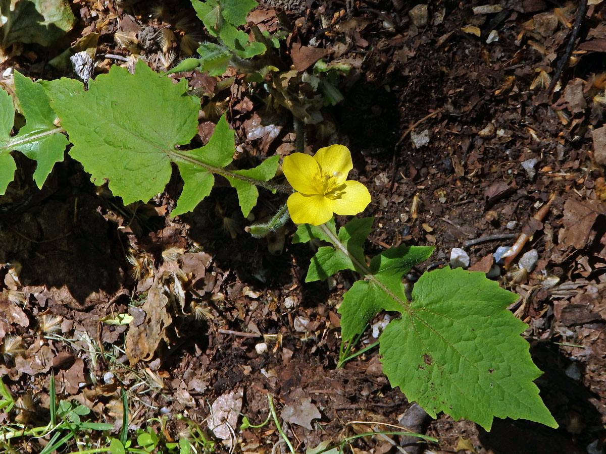 Stylophorum lasiocarpum (Oliv.) Fedde