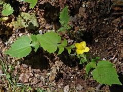 Stylophorum lasiocarpum (Oliv.) Fedde