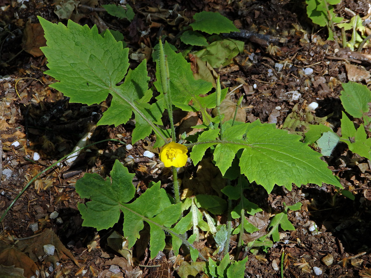 Stylophorum lasiocarpum (Oliv.) Fedde