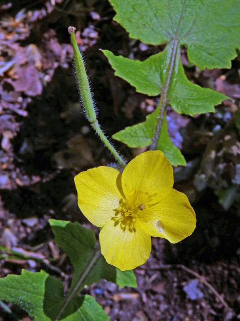 Stylophorum lasiocarpum (Oliv.) Fedde