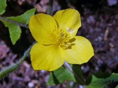 Stylophorum lasiocarpum (Oliv.) Fedde