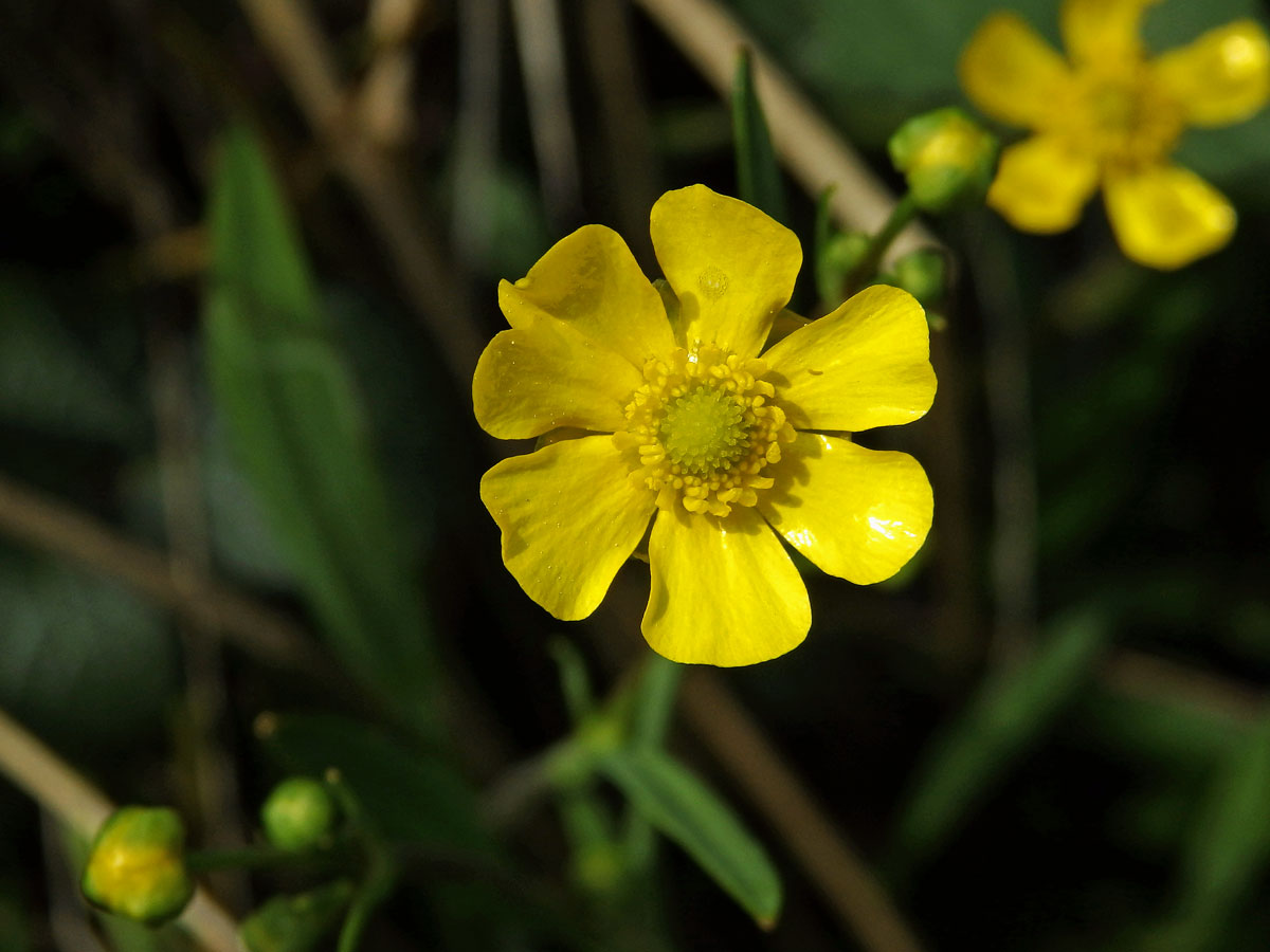 Pryskyřník plamének (Ranunculus flammula L.) se sedmičetným květem (2)