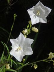 Zvonek broskvolistý (Campanula persicifolia L.), šestičetný květ
