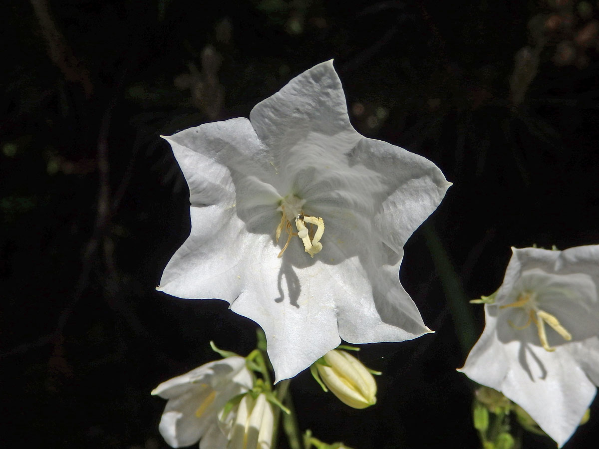 Zvonek broskvolistý (Campanula persicifolia L.), šestičetný květ