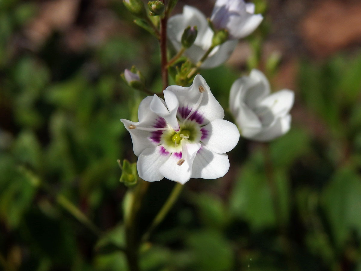 Parahebe lyallii (Hook. f.) W. R. B. Oliv. , zdvojený květ