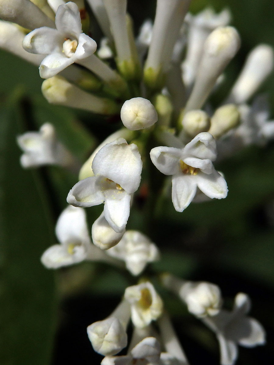 Ptačí zob vejčitolistý (Ligustrum ovalifolium Hassk.), anomální počet korunních lístků