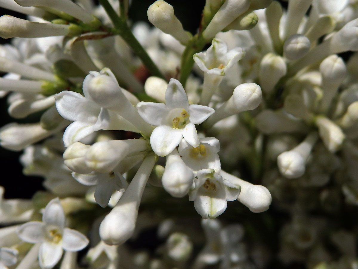 Ptačí zob vejčitolistý (Ligustrum ovalifolium Hassk.), pětičetný květ (1)