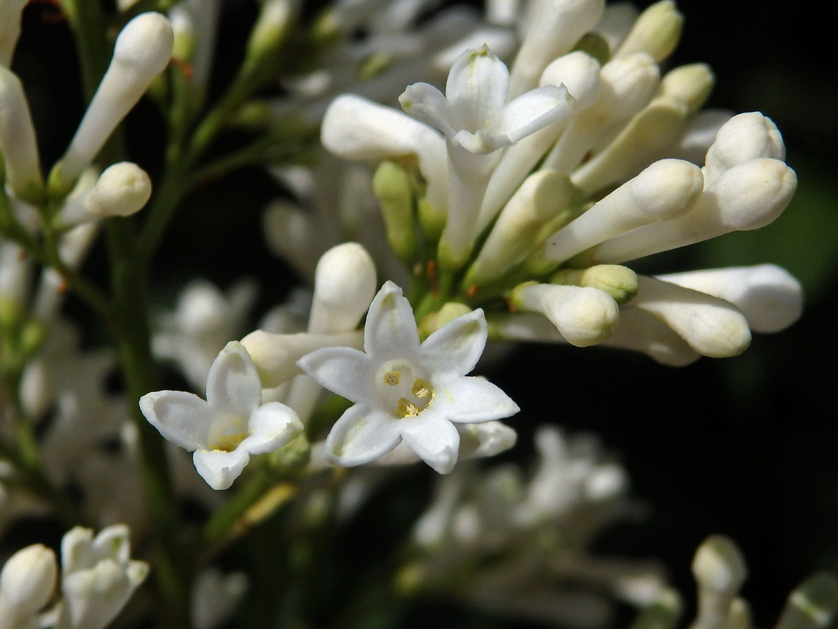 Ptačí zob vejčitolistý (Ligustrum ovalifolium Hassk.), šestičetný květ (1)