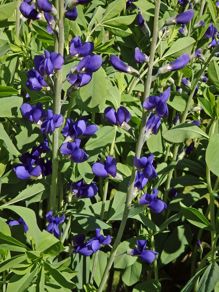 Baptisie jižní (Baptisia australis (L.) R. Br. ex Ait. f.)