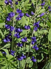 Baptisie jižní (Baptisia australis (L.) R. Br. ex Ait. f.)