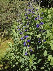 Baptisie jižní (Baptisia australis (L.) R. Br. ex Ait. f.)