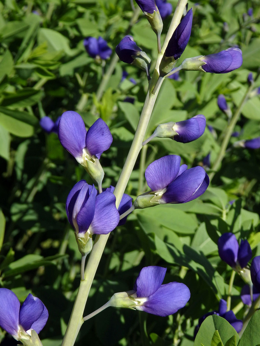 Baptisie jižní (Baptisia australis (L.) R. Br. ex Ait. f.)