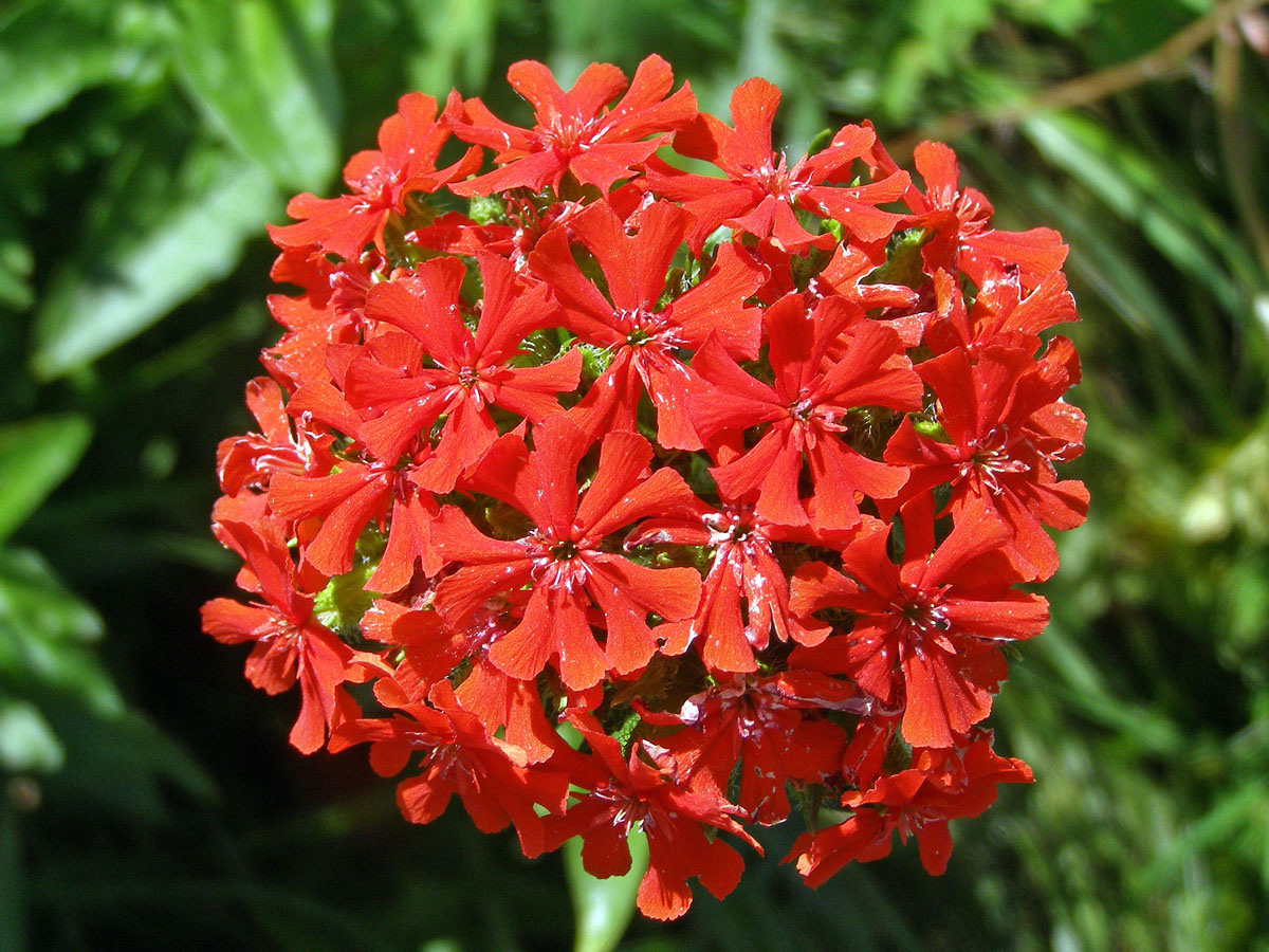 Kohoutek plamenný (Lychnis chalcedonica L.)