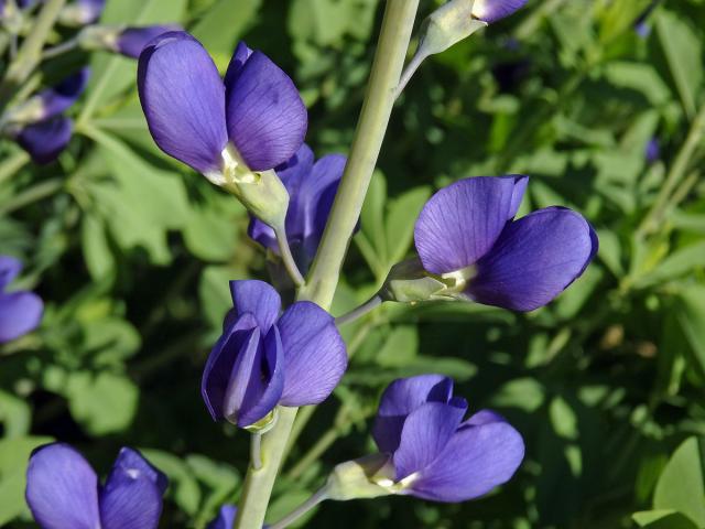 Baptisie jižní (Baptisia australis (L.) R. Br. ex Ait. f.)