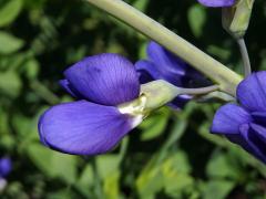 Baptisie jižní (Baptisia australis (L.) R. Br. ex Ait. f.)