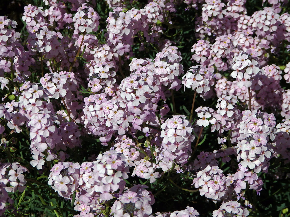 Sivutka velkokvětá (Aethionema grandiflorum Boiss. & Hohen.)