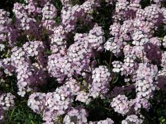 Sivutka velkokvětá (Aethionema grandiflorum Boiss. & Hohen.)   