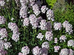 Sivutka velkokvětá (Aethionema grandiflorum Boiss. & Hohen.)