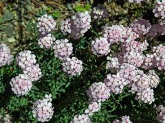 Sivutka velkokvětá (Aethionema grandiflorum Boiss. & Hohen.)