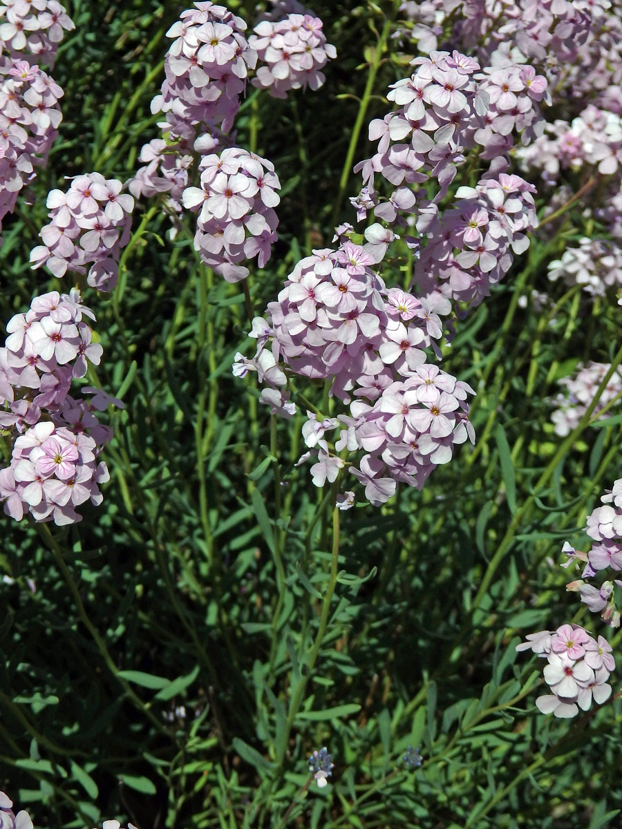 Sivutka velkokvětá (Aethionema grandiflorum Boiss. & Hohen.)