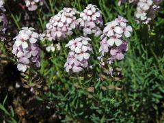 Sivutka velkokvětá (Aethionema grandiflorum Boiss. & Hohen.)