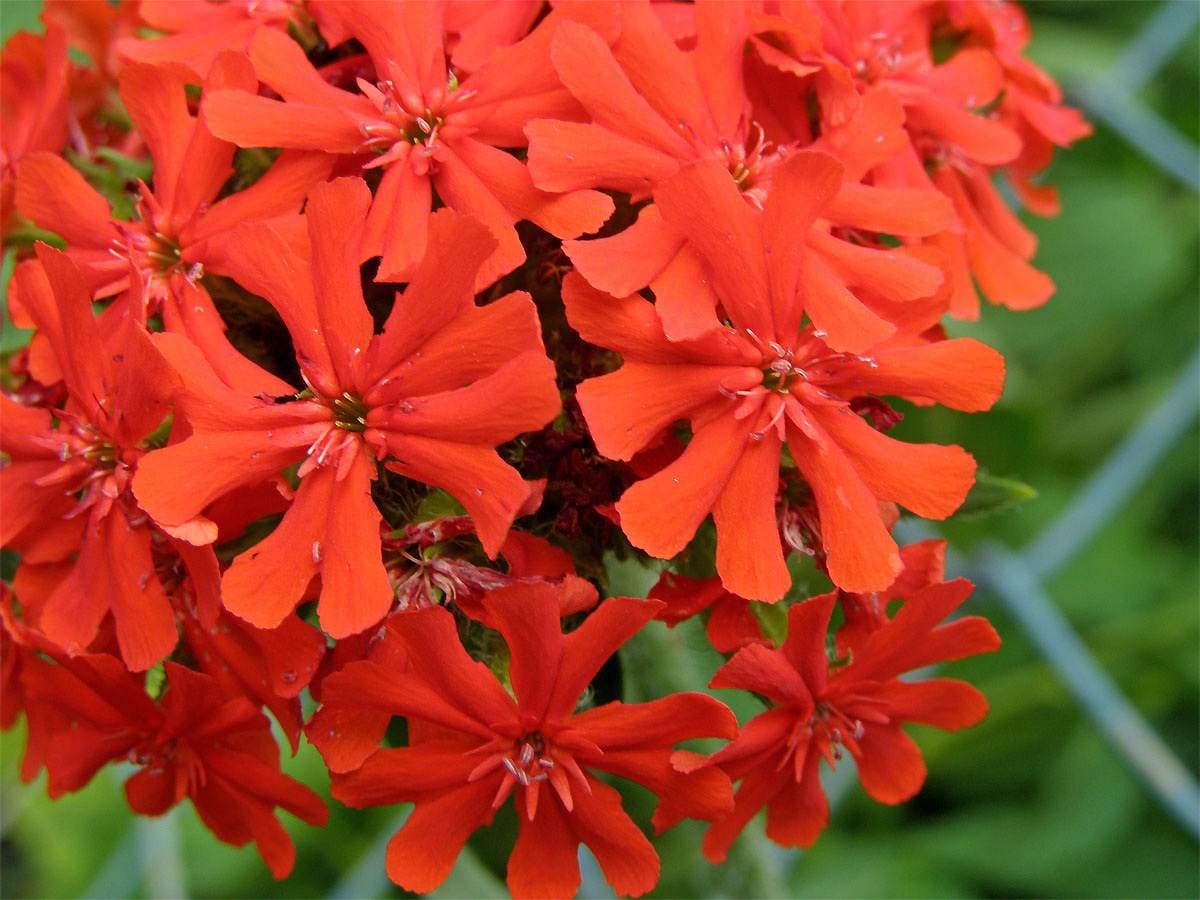 Kohoutek plamenný (Lychnis chalcedonica L.)