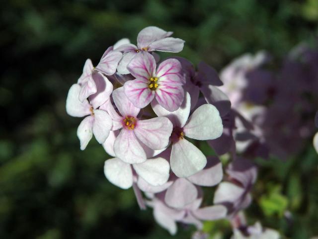 Sivutka velkokvětá (Aethionema grandiflorum Boiss. & Hohen.)