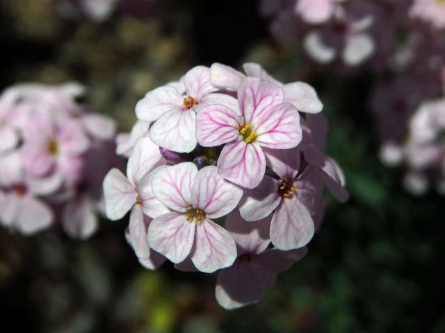 Sivutka velkokvětá (Aethionema grandiflorum Boiss. & Hohen.)